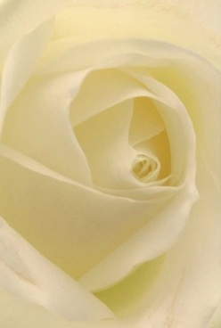 In this close and tender portrayal, the gentle spirit of a rose blooms forth amidst the quiet neighbourhoods of Elmers End. Its ivory petals, swirling patiently inward, are velvety and nearly translucent, beckoning you to imagine the softness against your fingertips. Soft, diffused light caresses the bloom-unveiling layers of creamy whites and hints of pale lemon so subtle they seem dreamlike, much like the tranquil corners of Elmers End Green after a summer rain. The rose's elegant form radiates calm and timelessness, perfect for an anniversary, a loving gesture, or a moment of personal reflection. There is grace in every detail, from the measured spiral at its core to the gentle shadows that nestle between the petals. The air seems infused with a comforting, barely-there fragrance-a gentle nod to the lingering scents that drift through local gardens. Created by Elmers End Florist, this flower brings unrivalled attention and thoughtfulness to every occasion, delivering beauty and reassurance with every delivery to the local community.